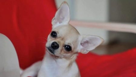 Arten von Farbe, Pflege und Training eines glatthaarigen Chihuahua