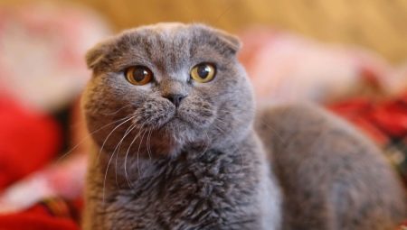 Lop-eared kucing warna abu-abu
