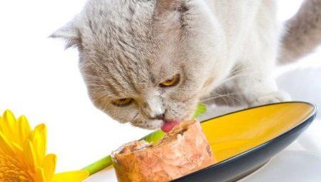 Ensiluokkaiset märät kissaruoat: ainesosat, tuotemerkit, valinnat