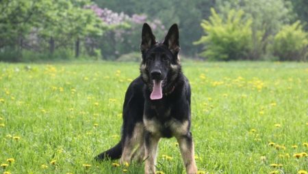 Dog Gembala Eropah Timur: Ciri-ciri dan Kandungan Baka