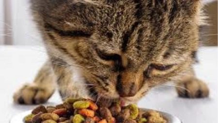 Thức ăn cho mèo khô có hại hay không?