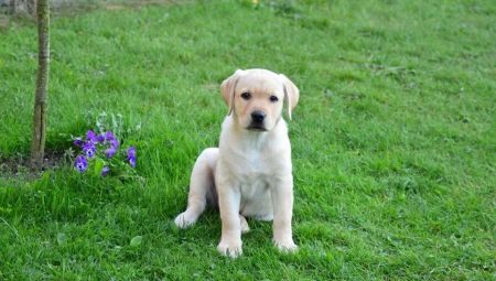 Semua yang anda perlu tahu tentang Labrador pada umur 3 bulan