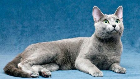 كل ما تريد معرفته عن القطط الزرقاء الروسية