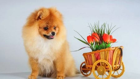 Everything you need to know about the red Spitz