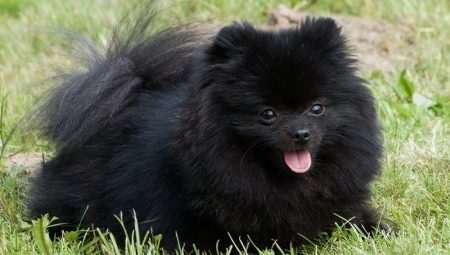 Vše o černém Pomeranian