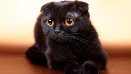 Всичко за котките с черни гънки
