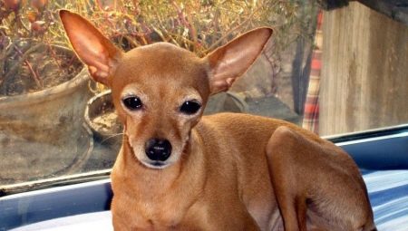 All About Deer Type Chihuahuas