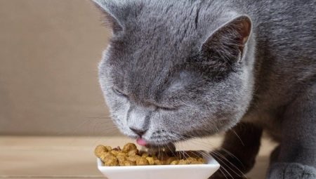 Viss par barību kaķu un kaķu mēteļa uzlabošanai