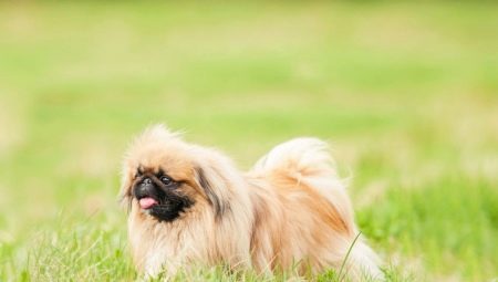 All About The Royal Pekingese