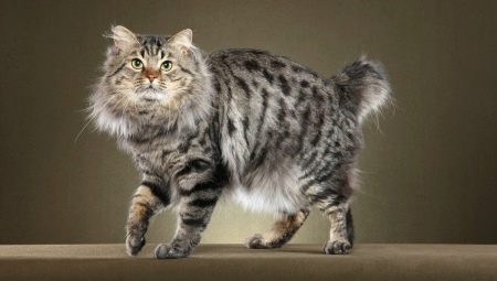 Minden, ami az amerikai Bobtail macskákról szól