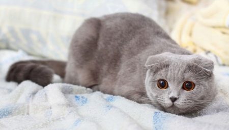 Všetko o Gray Scottish Cats