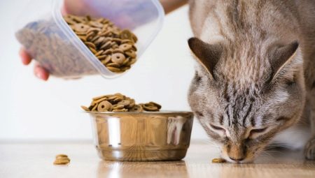 All about dry food for cats and cats