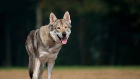 Vše o Sarlos Wolf Dogs
