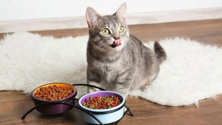 Elecció d'aliments per a gats de la millor qualitat