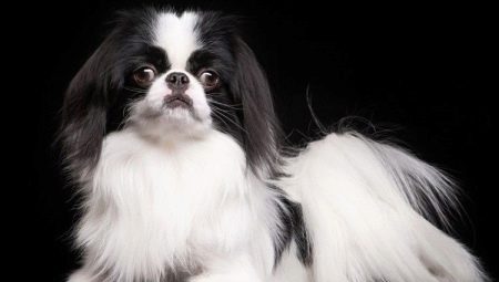 Japanese chin: description, character and cultivation