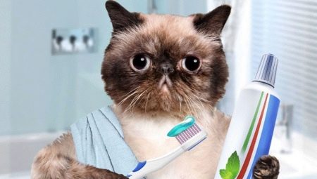 Мачја паста за зубе: типови, избори и савети за употребу