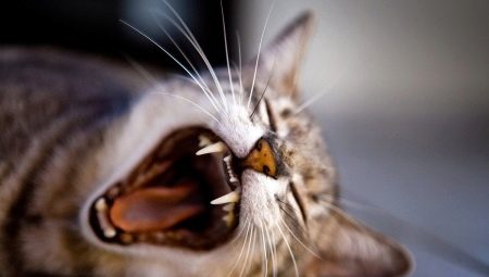 Kedinin dişleri: miktar, yapı ve bakım