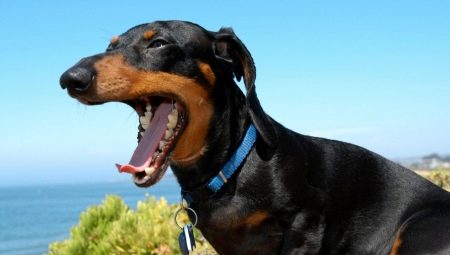 أسنان الكلب الألماني: متى يتغيرون مع الجرو وكيفية العناية بهم؟