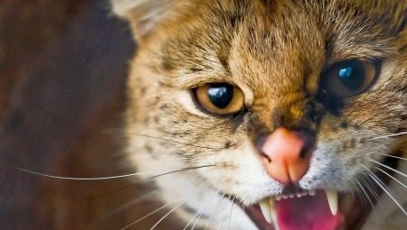 Aggression hos katter och katter: de viktigaste orsakerna och metoderna för att lösa problemet