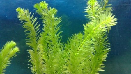 Elodea akvárium növény: hogyan lehet karbantartani és ápolni?