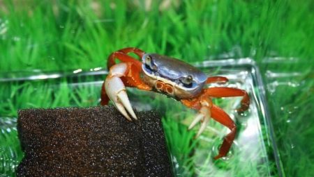 Crabes d'aquarium: espèces, alimentation et garde