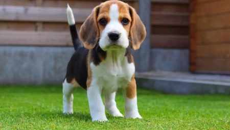 Alimentary puppy: what does it mean?