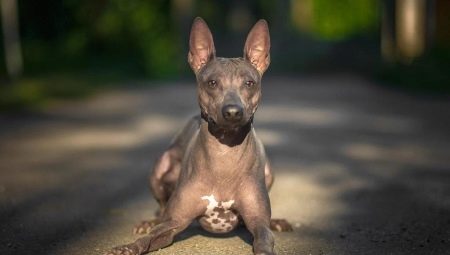 American Naked Terrier: fonctionnalités, contenu et alimentation