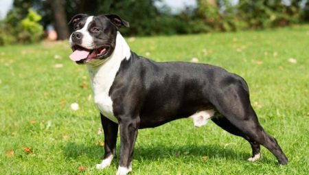 Amerikan Staffordshire Terrier: cins özellikleri ve yetiştirme