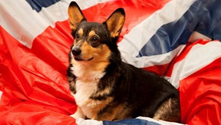 Porecle englezești pentru câini: cele mai bune opțiuni