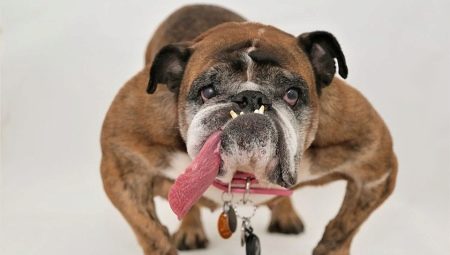 English Bulldog: descripció de la raça, esperança de vida i contingut
