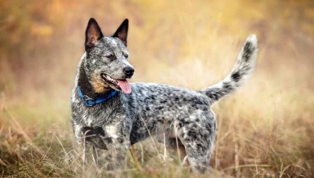 Australian Cattle Dogs: Breed History, Temperament, and Care Rules