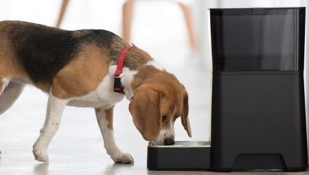 Automatic dog feeders: types and principle of operation