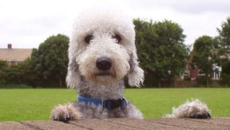 Bedlington Terrier: description et contenu de la race