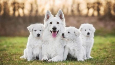 الكلاب البيضاء: ميزات اللون والسلالات الشعبية