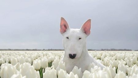 White Bull Terrier: описание и характеристики на съдържанието
