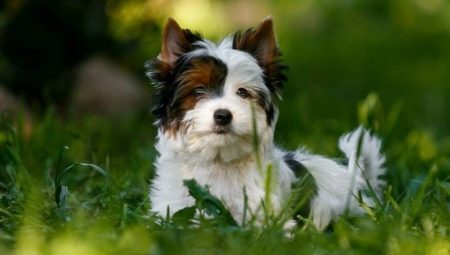 Бял йоркширски териер: как изглежда, как да изберем кученце и да се грижим за него?