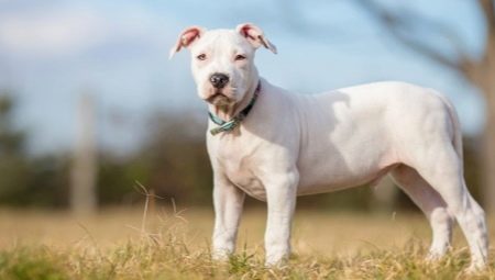 Baltais Stafordšīras terjers: suņu kopšanas apraksts un noslēpumi