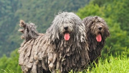 Cão de pastor de Bergamo: características da raça, educação e manutenção