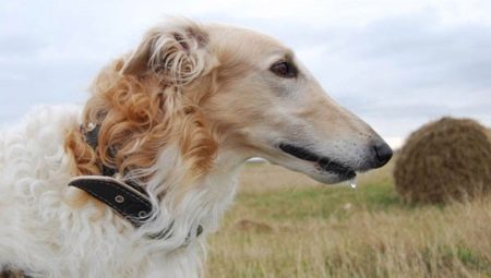 Greyhound dogs: description, types and rules of keeping