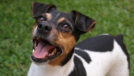 Chó sục Brazil: mô tả giống, bảo trì và chăm sóc