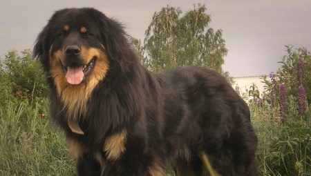 Buryat-mongolske ulvehunder: rasehistorie, temperament, navnevalg, grunnleggende omsorg