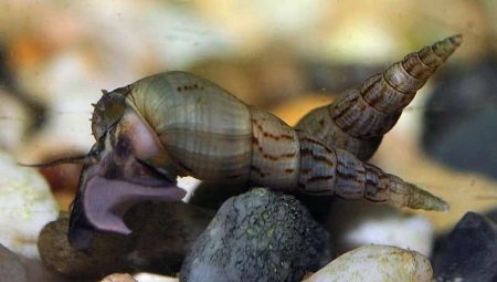 Ko un kā barot akvārija gliemežus?