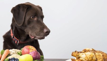 Hvordan og hvordan fodres hunde?