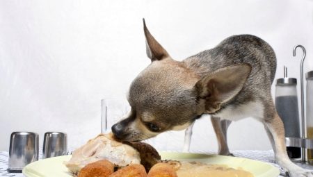 Was und wie füttert man einen Toy Terrier?