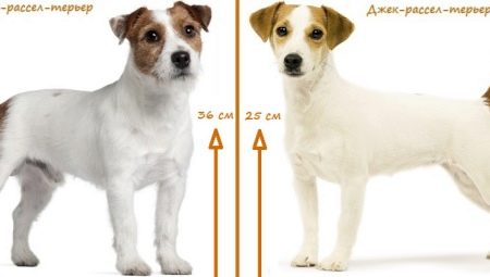 Qual é a diferença entre o Parson Russell Terrier e o Jack Russell Terrier?
