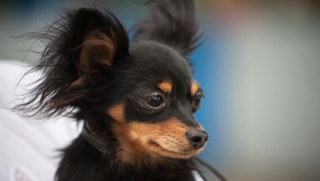 Terriers de juguete rusos negros: ¿cómo se ven los perros y cómo cuidarlos?