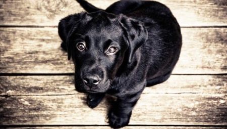 Anjing hitam: ciri warna dan baka popular