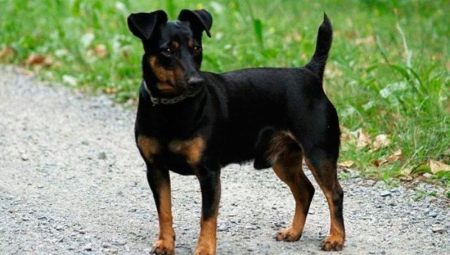 Black Jack Russell Terrier: κανόνες εμφάνισης και περιεχομένου
