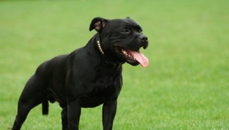 Black Staffordshire Terrier: Wie sieht es aus und wie pflegt man es?