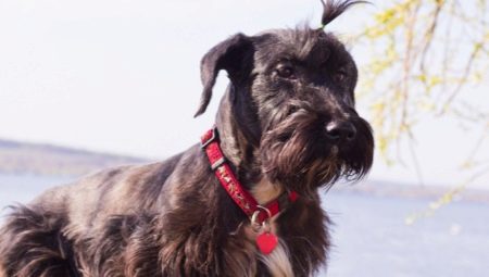 Czech Terrier: Rasseeigenschaften, Charakter, Haarschnitte und Inhalt